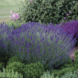 Lavandula - Lavendel