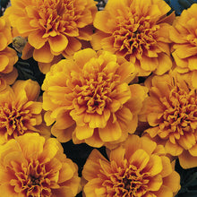 Afbeelding in Gallery-weergave laden, Tagetes patula
