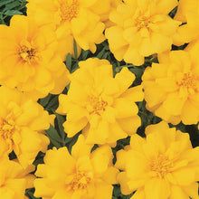 Afbeelding in Gallery-weergave laden, Tagetes patula
