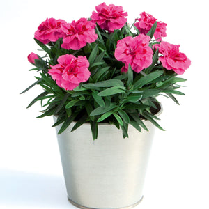 Anjers - Dianthus