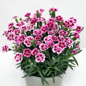 Anjers - Dianthus