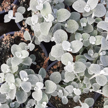 Afbeelding in Gallery-weergave laden, Helichrysum

