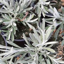 Afbeelding in Gallery-weergave laden, Helichrysum
